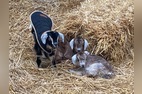 Goat feeding time