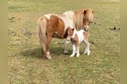 Horse feeding time