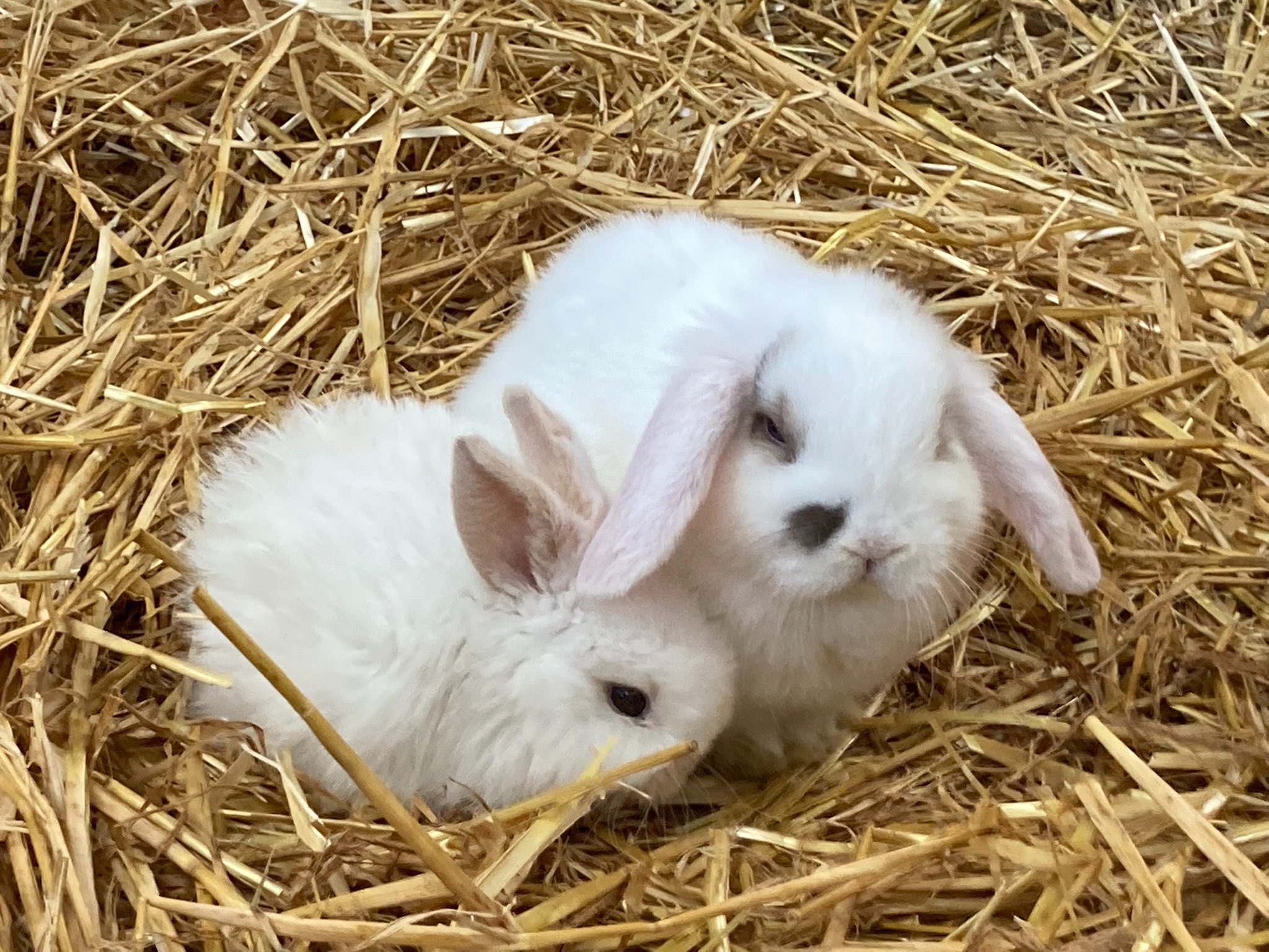 Our Lamb Nursery